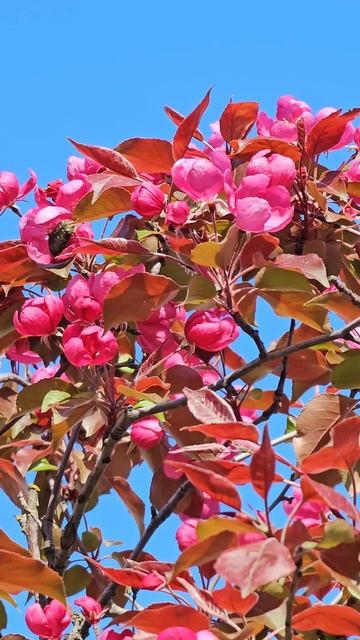 Розовая яблоня в цвету