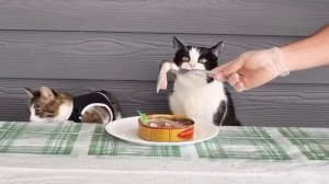 Коты пробуют Сюрстремминг - самую вонючую еду в мире!