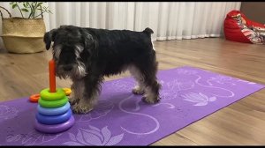 Цвергшнауцер собирает пирамидку- часть 2#дрессировка#?