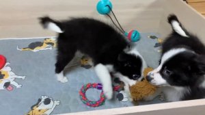 Бордер колли щенки 2 месяца