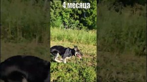 ВЕО с 1 до 10 месяцев. Становление овчарки