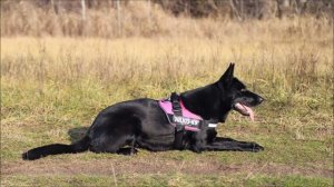 Черная немецкая овчарка