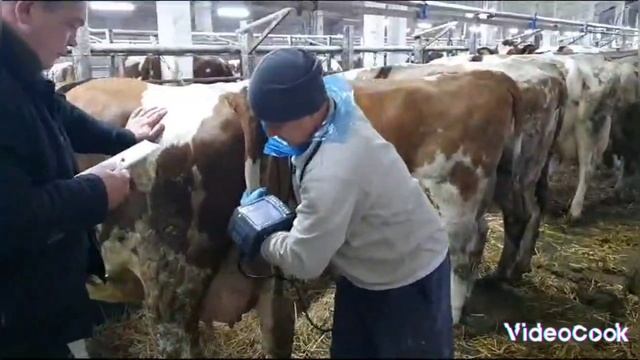 Работа кипит и дома и на ферме.