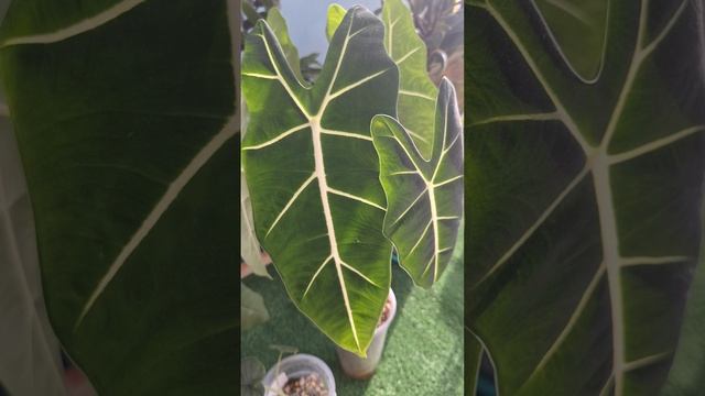 Такие разные алоказии смотреть онлайн