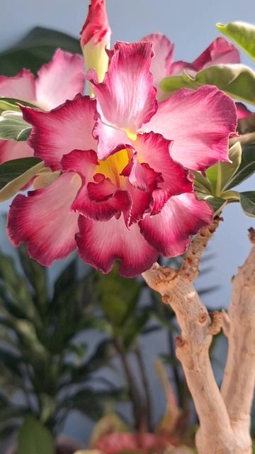 Адениум Violet Queen в лучах весеннего солнышка смотреть онлайн