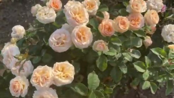 Джентл Трендсеттер ( Gentle Trendsetter )