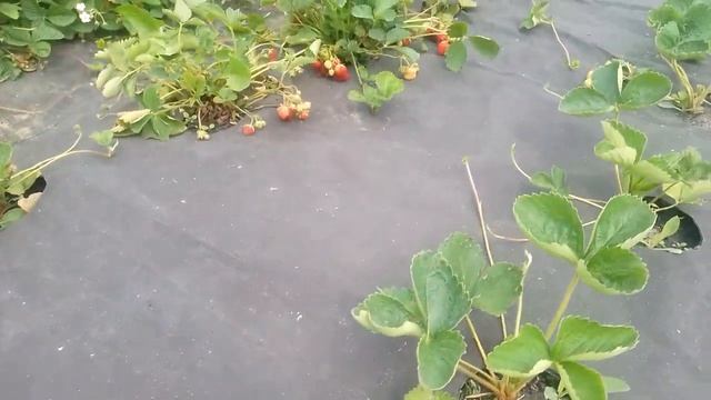 Клубника сорт Румба