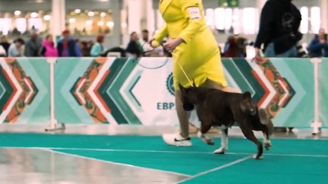 Боксер , выставка собак . Евразия 2024