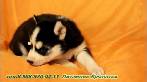 Щенки хаски- мальчик. Купить щенка хаски.  Питомник Кры