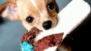 ШУТОЧНАЯ ПЕСЕНКА ЧИХУАХУА в исполнении Валерия Кадоч?