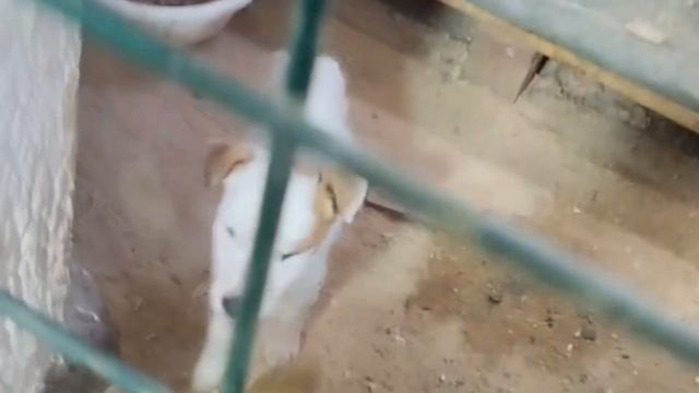 Собаки тоже плачут... А им так хочется жить!