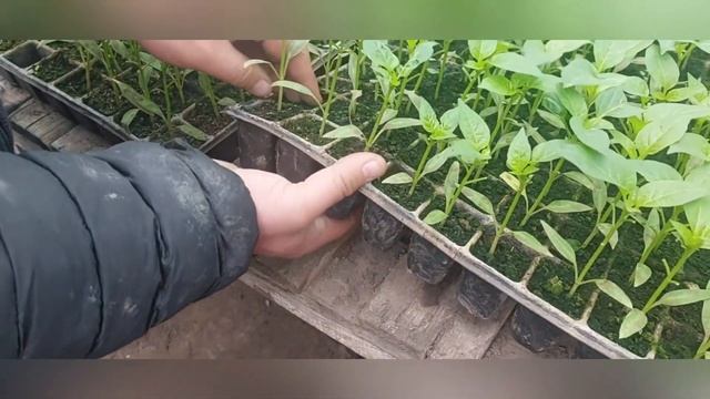 Дневник Агронома № 27