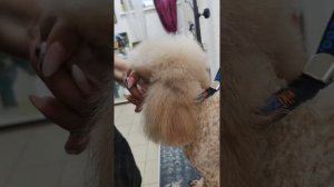 Как подстричь шапочку пуделю. Самый простой способ!