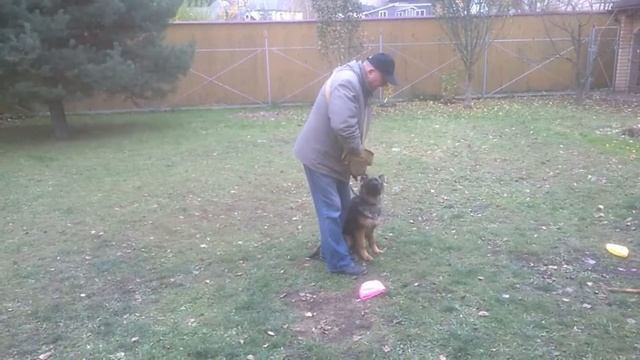 Дрессировка немецкой овчарки. Видео 3 смотреть онлайн