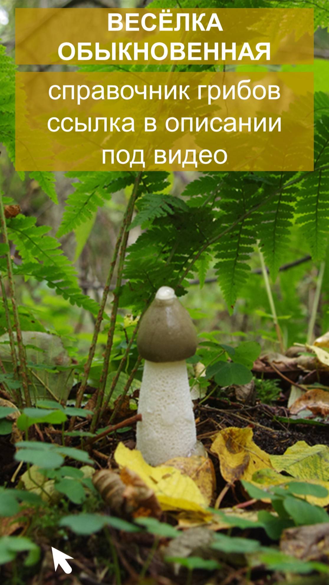 Весёлка обыкновенная - справочник грибов смотреть онлайн