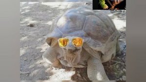 песня „ морская черепашка"