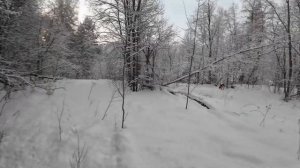 Охота с гончей зимой. Добыл зайца. Охота на тетерева и ?