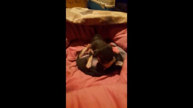 Щеночки чихуахуашки. Спят, играют, кушают растут. Chihuahua