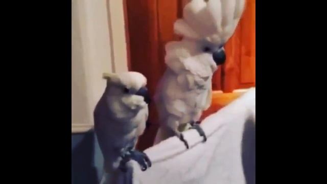 ПРИКОЛЫ 2018 | Танцующие животные - СУПЕР ПОЗИТИВ | Dancing animals- video compilation смотреть онлайн