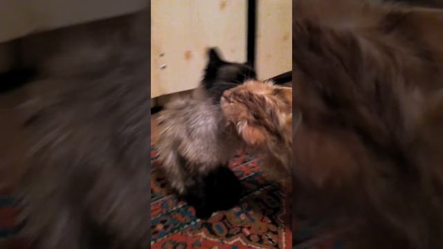 Прикол. Коты после душа смотреть онлайн