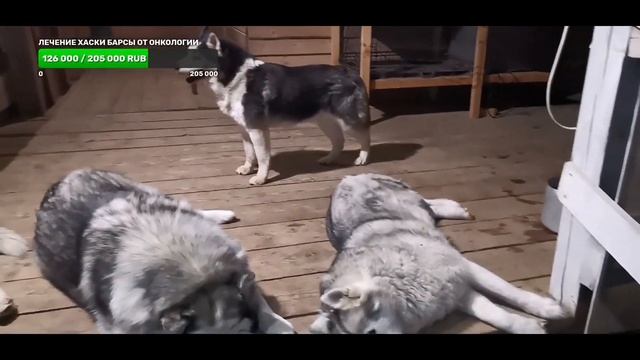 вечерние разговоры с  10 #хаски