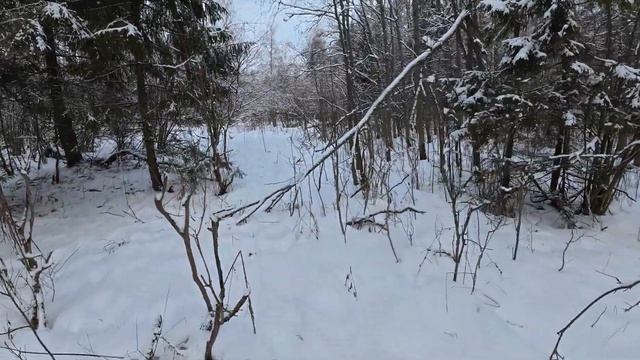 Охота на зайца с эстонской гончей.Добыли. смотреть онлайн