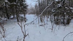 Охота на зайца с эстонской гончей.Добыли.