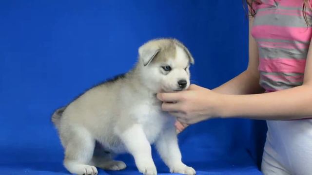 Продается мальчик Сибирский хаски