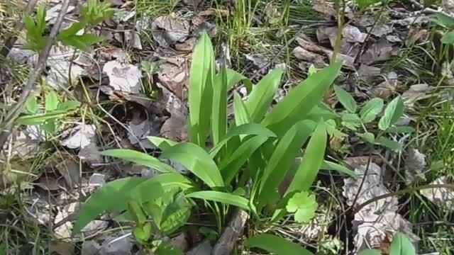 Как найти в лесу черемшу