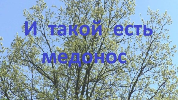 Медоносит дуб