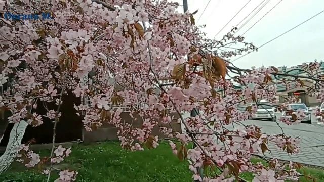 Цветение сакуры в Южно-Сахалинске.mp4