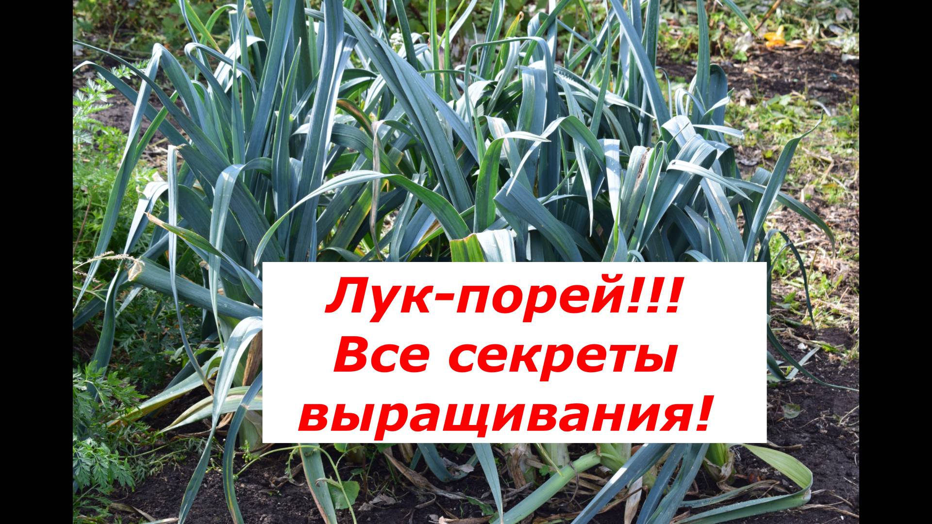 Лук порей. Выращивание. смотреть онлайн