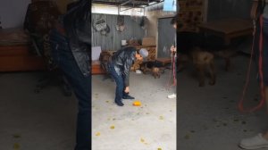Алматы. Коррекция поведения собаки. +77075299363 wots'app Мурат.