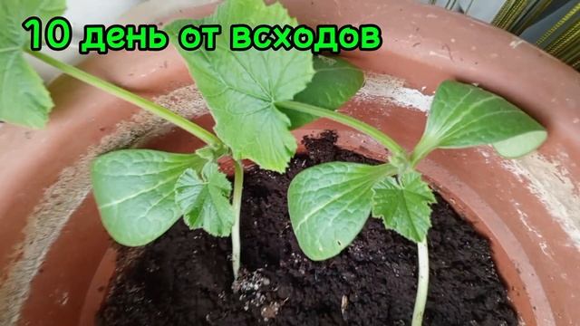 Кабачок на подоконнике 🍀))Экспериментируем 🔬 смотреть онлайн