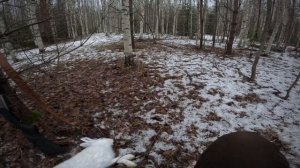 Охота на зайца с русской гончей в Костромской области