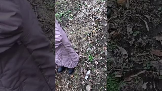 Украина. Днепр. Нашел боевую гранату под своим забором смотреть онлайн