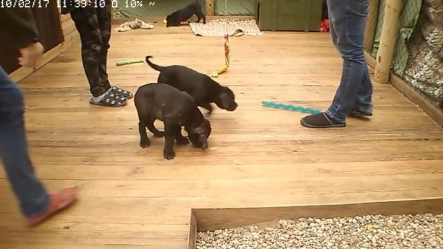 Щенки кане корсо - прямые трансляции.