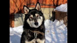 Восточносибирская лайка