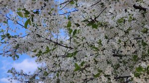 НА ЧАШЕЧКУ ВЕСНЫ НАЙДИТЕ ВРЕМЯ, ОСТАВИВ НЕНАДОЛГО ВСЕ ДЕЛА!!!