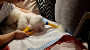 Роды Бишон фризе дома MICHELLE  рожает первого щенка #kennel_Br