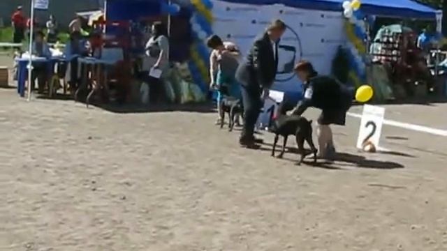 Монка немецких пинчеров. Ранг Победитель клуба. 6 июня