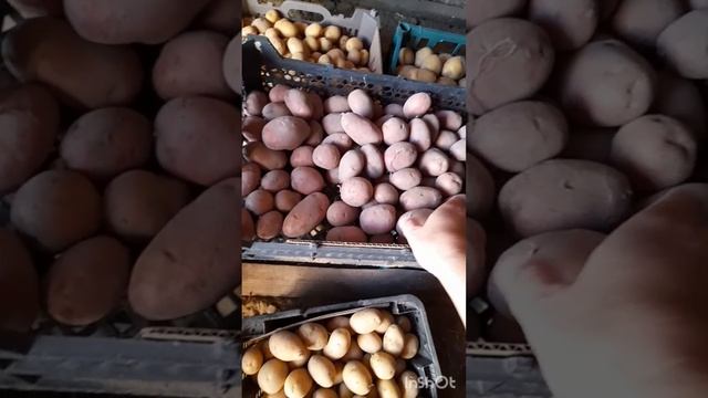 Картошка с губками . Пугало огородное . Палас винтажны? смотреть онлайн