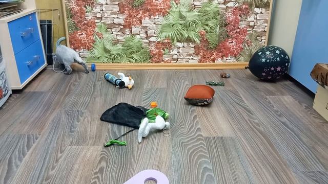 Проверка силы нервной системы у  щенка породы русский