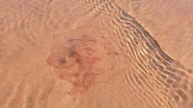 МАМА ГАЛЯ теперь полька, а у Лены ХЕППИ - фигня. #аннаян? смотреть онлайн