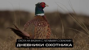 Охота на фазана с легавыми собаками. Дневники охотника