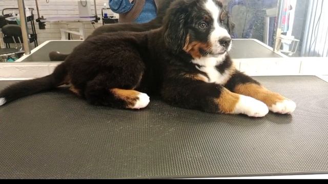 Бернский зененхунд щенок 2.5 месяца.