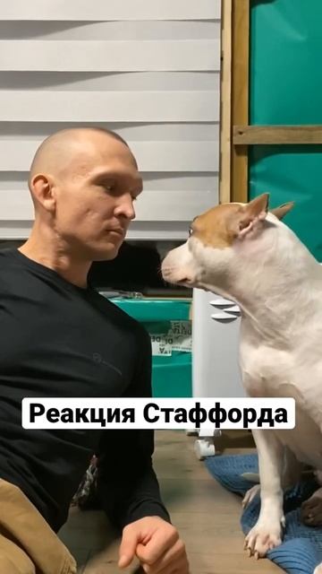 Хозяин ругает собаку. Стаффорд в шоке! #shorts #staff #staffordshireterrier смотреть онлайн