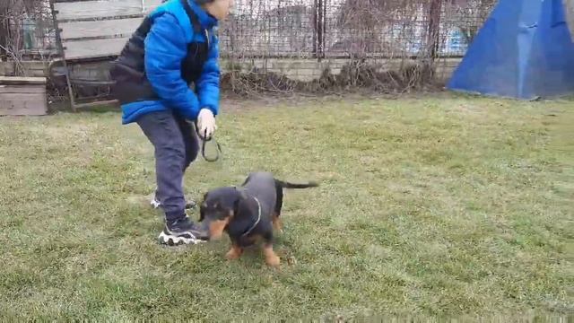 Весёлая такса АРЧИ #такса#вгостяхубарбоса#гостиницад?