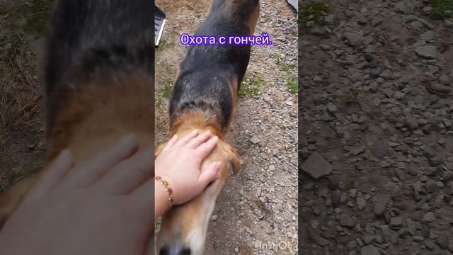 Охота с гончей . Спасибо 🌸 ваши советы очень помогли ! смотреть онлайн