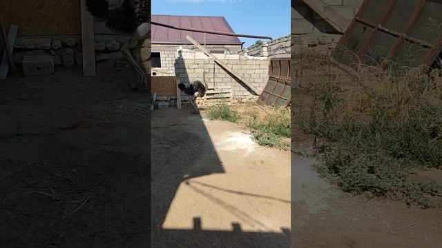 танец страуса 89382050909 Ватсапп смотреть онлайн